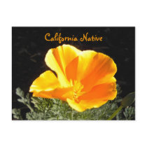 California Native Post Card