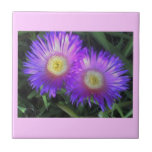 California Pink  Dandelions tile