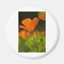 California Poppie Magnet