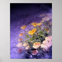 california poppies2 posters