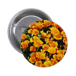 California poppies in bloom, Lancaster, California Pinback Buttons