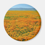 California poppies in full bloom flowers refrigerator magnets
