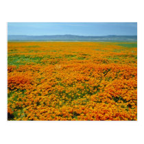 California poppies in full bloom flowers postcards