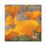 California Poppies Magnet Refrigerator Magnet