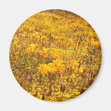 California Poppies Magnet