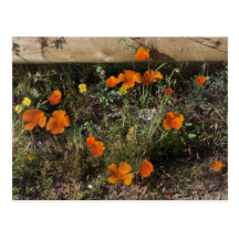 California Poppies Post Cards