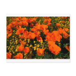 California Poppies Postcard