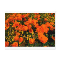 California Poppies Postcard