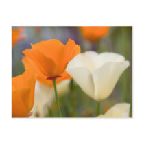 California Poppies Post Card