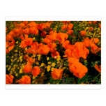 California Poppies Postcard
