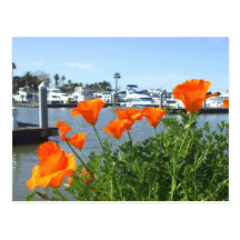 California poppies postcard