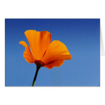 California Poppy Against Blue Sky Greeting Cards