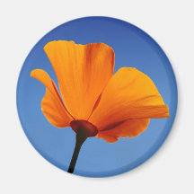 California Poppy Against Blue Sky Refrigerator Magnet