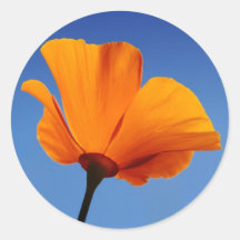 California Poppy Against Blue Sky Sticker