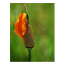 California Poppy Blooming Post Cards