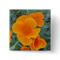 California Poppy