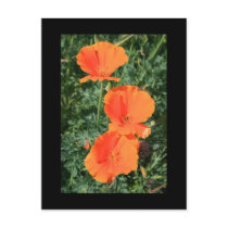 California Poppy Flowers Postcard