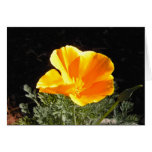 California Poppy in Bloom Greeting Card