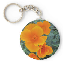 California Poppy