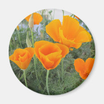 California Poppy Magnets