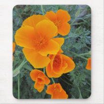 California Poppy