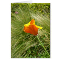 California Poppy Note Card