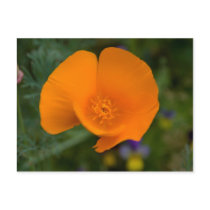 California Poppy Post Cards