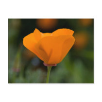 California Poppy Postcard