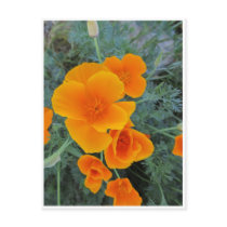 California Poppy Post Card