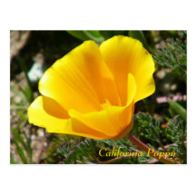 California Poppy Postcard