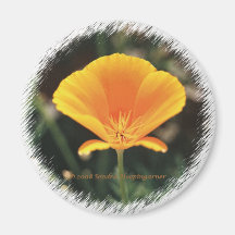 California Poppy Round Magnet