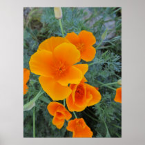 California Poppy State Flower Poster