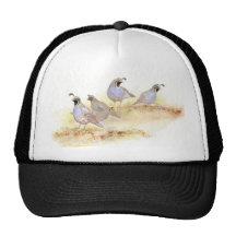 California Quail, Birds, Nature, Wildlife, Hat