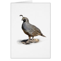 CALIFORNIA QUAIL