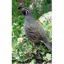 California quail photo sculptures