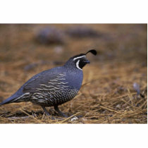 California Quail Photo Cutout