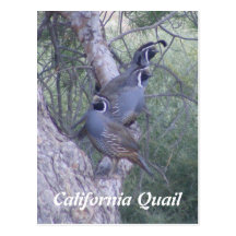 California Quail Postcard