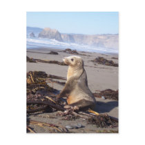 California Red Seal Post Card