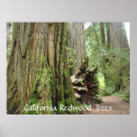 California Redwood Trees art prints Big Redwoods