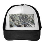 California Sea Lions Mesh Hats