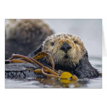 California Sea Otter Card