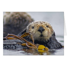 California Sea Otter Card
