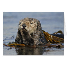 California Sea Otter Card - Enhydra lutris photo