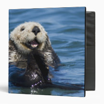 California Sea Otter Enhydra lutris) grooms Binder