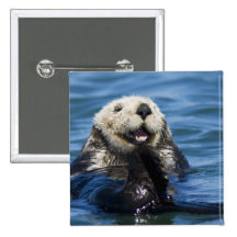 California Sea Otter Enhydra lutris) grooms Pinback Button