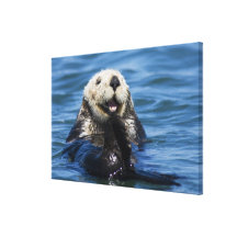 California Sea Otter Enhydra lutris) grooms Canvas Print