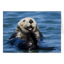 California Sea Otter Enhydra lutris) grooms Card