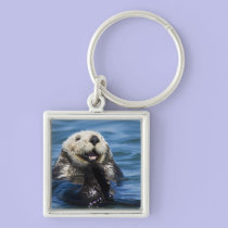 California Sea Otter Enhydra lutris) grooms keychains