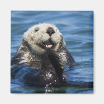 California Sea Otter Enhydra lutris) grooms Magnets