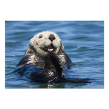 California Sea Otter Enhydra lutris) grooms Photograph